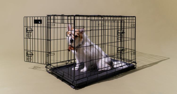 A Guide in Buying Dog Crates