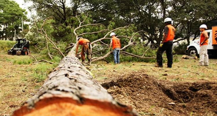 A Guide on How to Choose the Best Tree Cutting Company in Danbury
